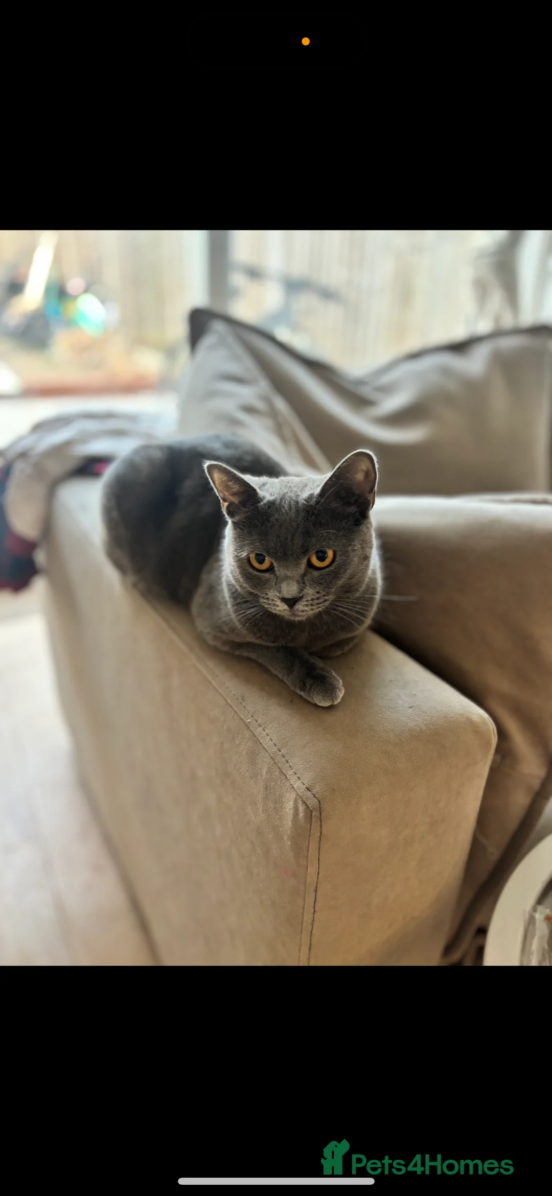Russian Blue cats for sale: Russian blue needs Rehoming - Advert 1