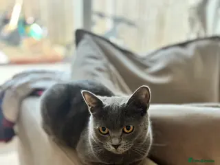 Russian Blue cats Russian blue needs Rehoming - Advert 1