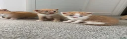 Mixed Breed cats for sale: ginger kittens  in Hailsham - Advert 22