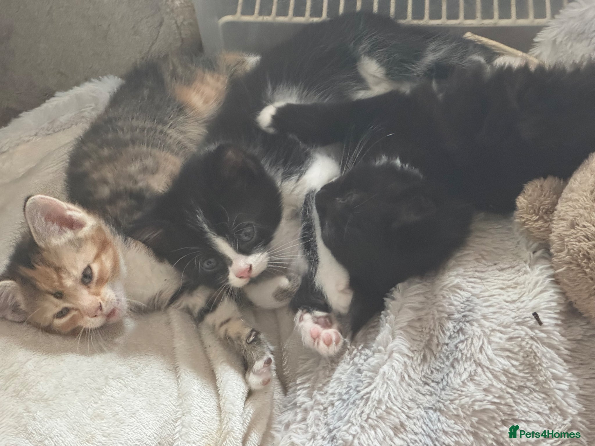 British Longhair cats Fluffy kittens  - Advert 2