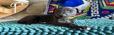 Whippet 2