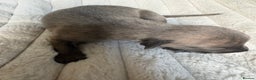 Whippet dogs for sale: Whippet Puppies - Advert 8