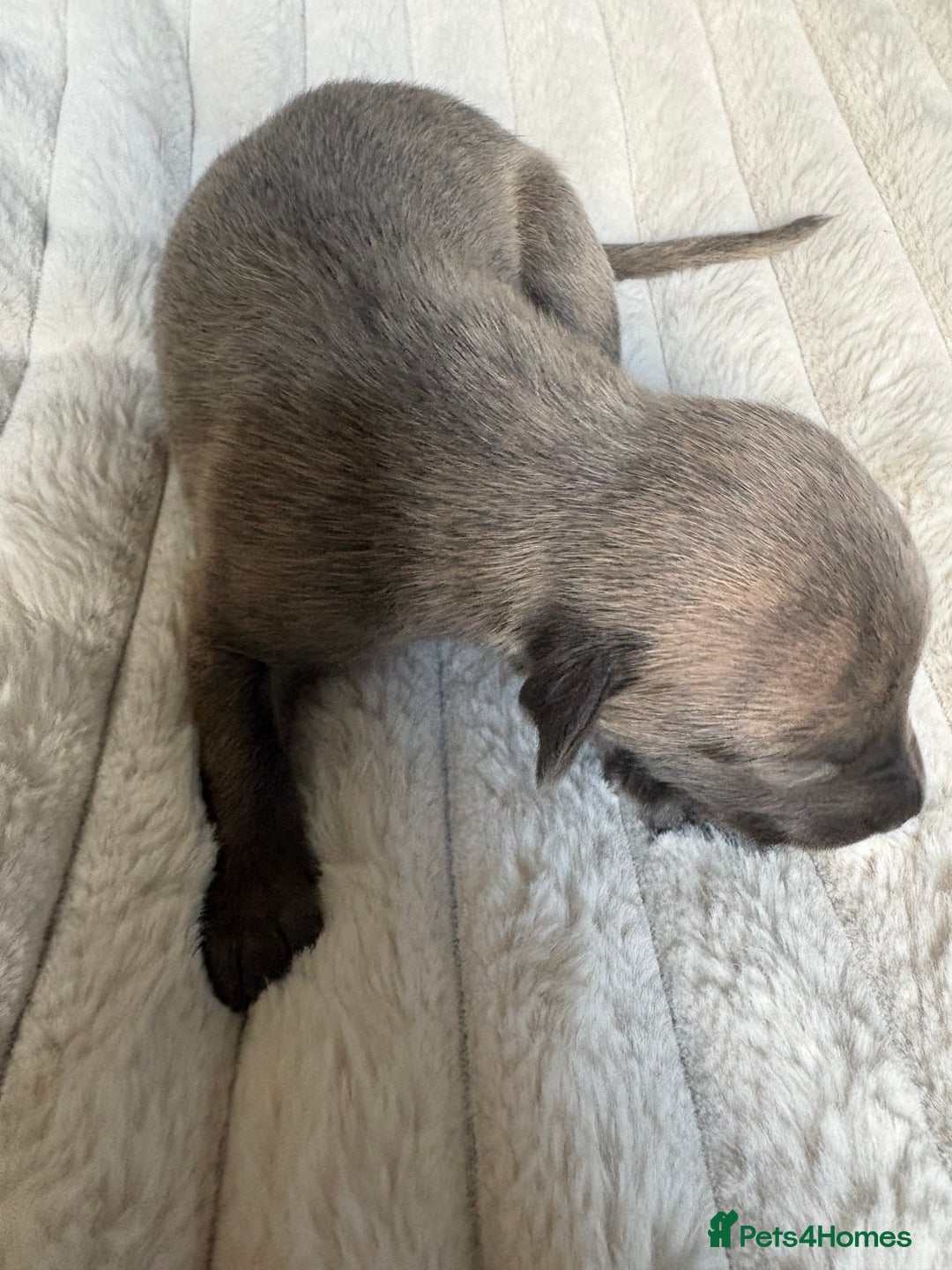 Whippet dogs for sale: Whippet Puppies - Image 8