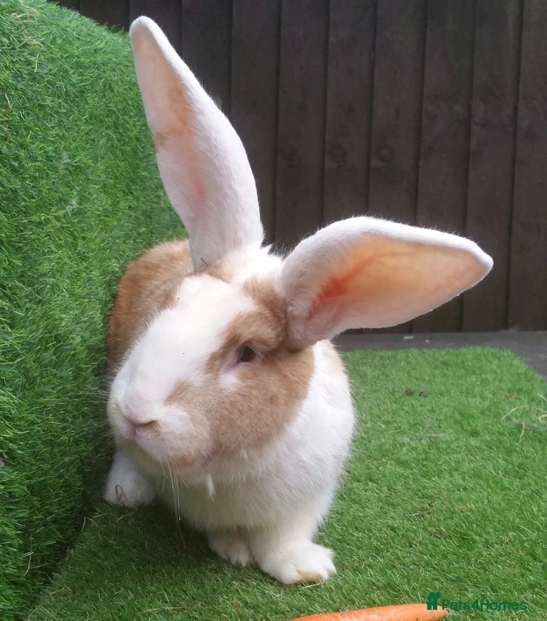 Continental Giant rabbits for sale: Super Stars Stud Service - Beautiful Proven Boys  - Advert 13