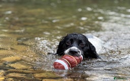Cocker Spaniel dogs for sale: 1 beautiful boy working cocker spaniels left £650 - Image 23