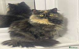 British Shorthair cats for sale: 2 british shorthair boys - Image 2