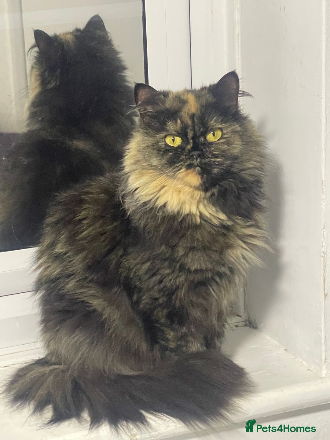 British Shorthair cats for sale: 2 british shorthair boys - Image 2