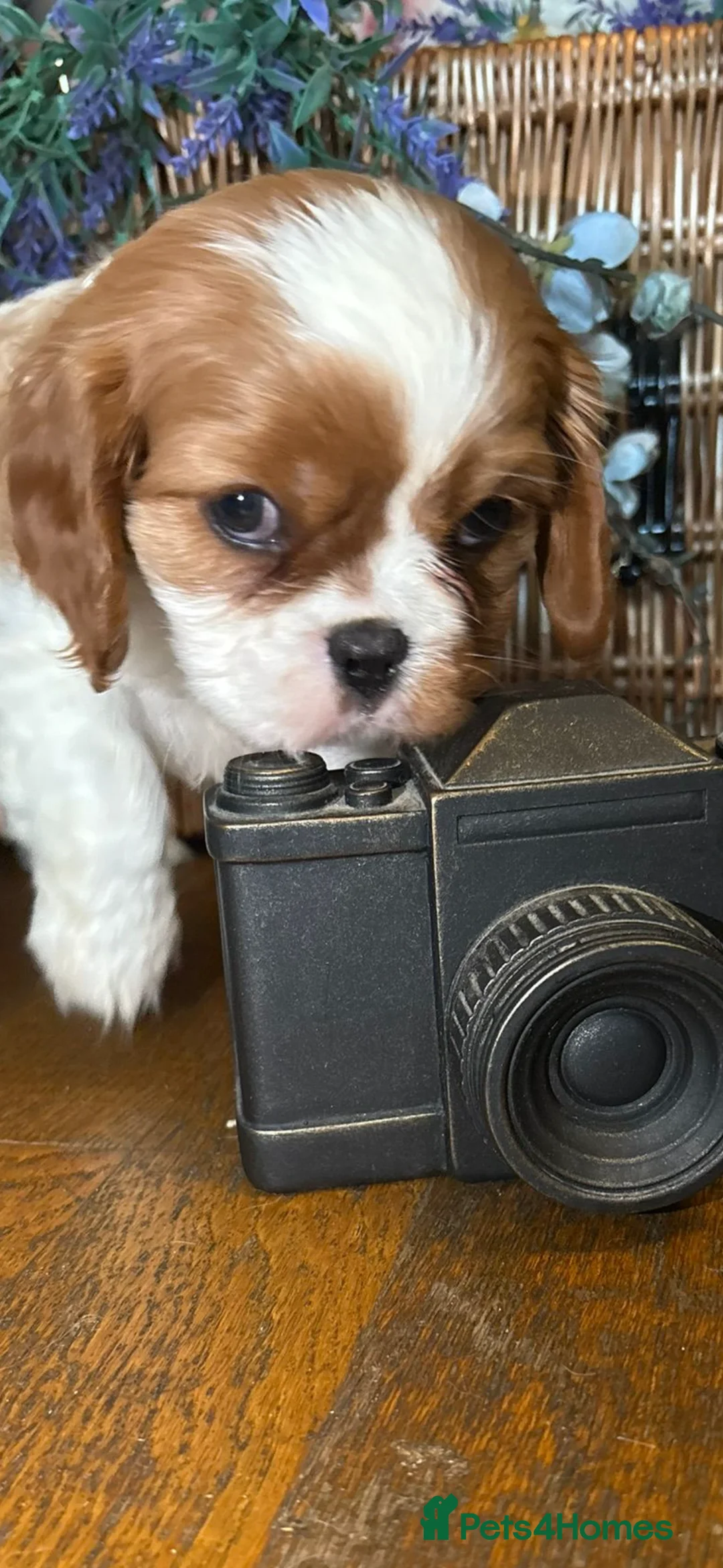 Cavalier King Charles Spaniel dogs for sale: KC PEDIGREE CAVALIER KING CHARLES - Advert 26