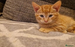 Persian cats for sale: Mix persian ginger kittens - Advert 4