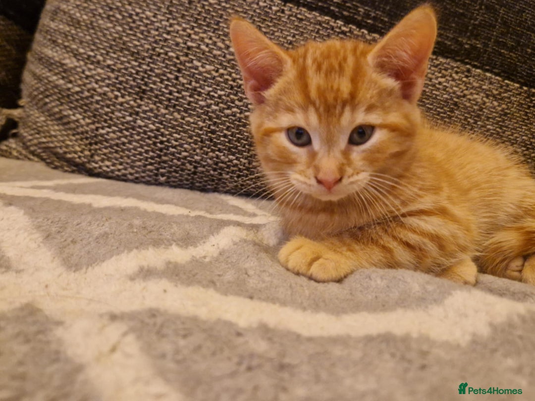 Persian cats for sale: Mix persian ginger kittens - Advert 4