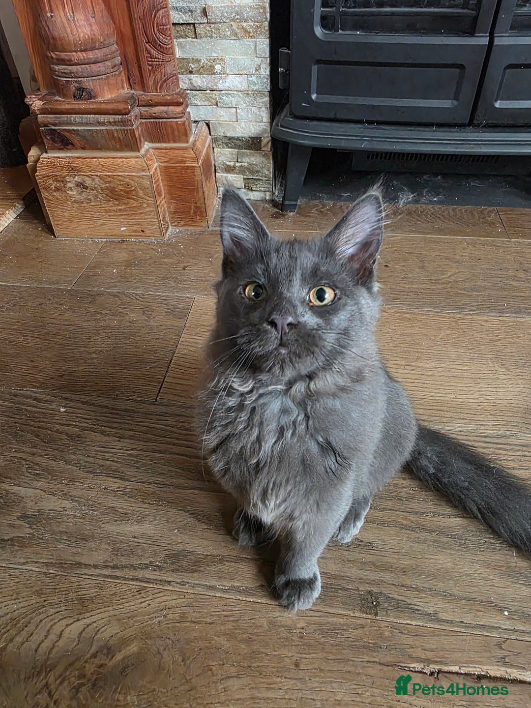 Maine Coon cats for sale: Three beautiful Maine Coon kittens - Advert 3