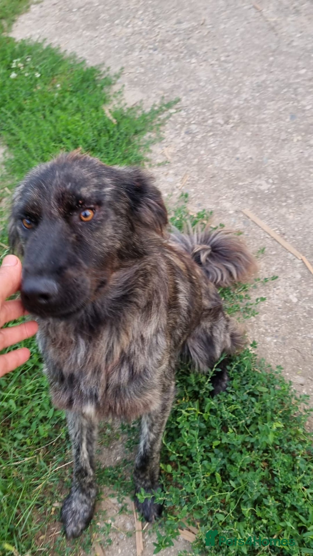 Mixed Breed dogs for adoption: 🆘‼️AT RISK OF BEING EUTHANISED! - Image 5