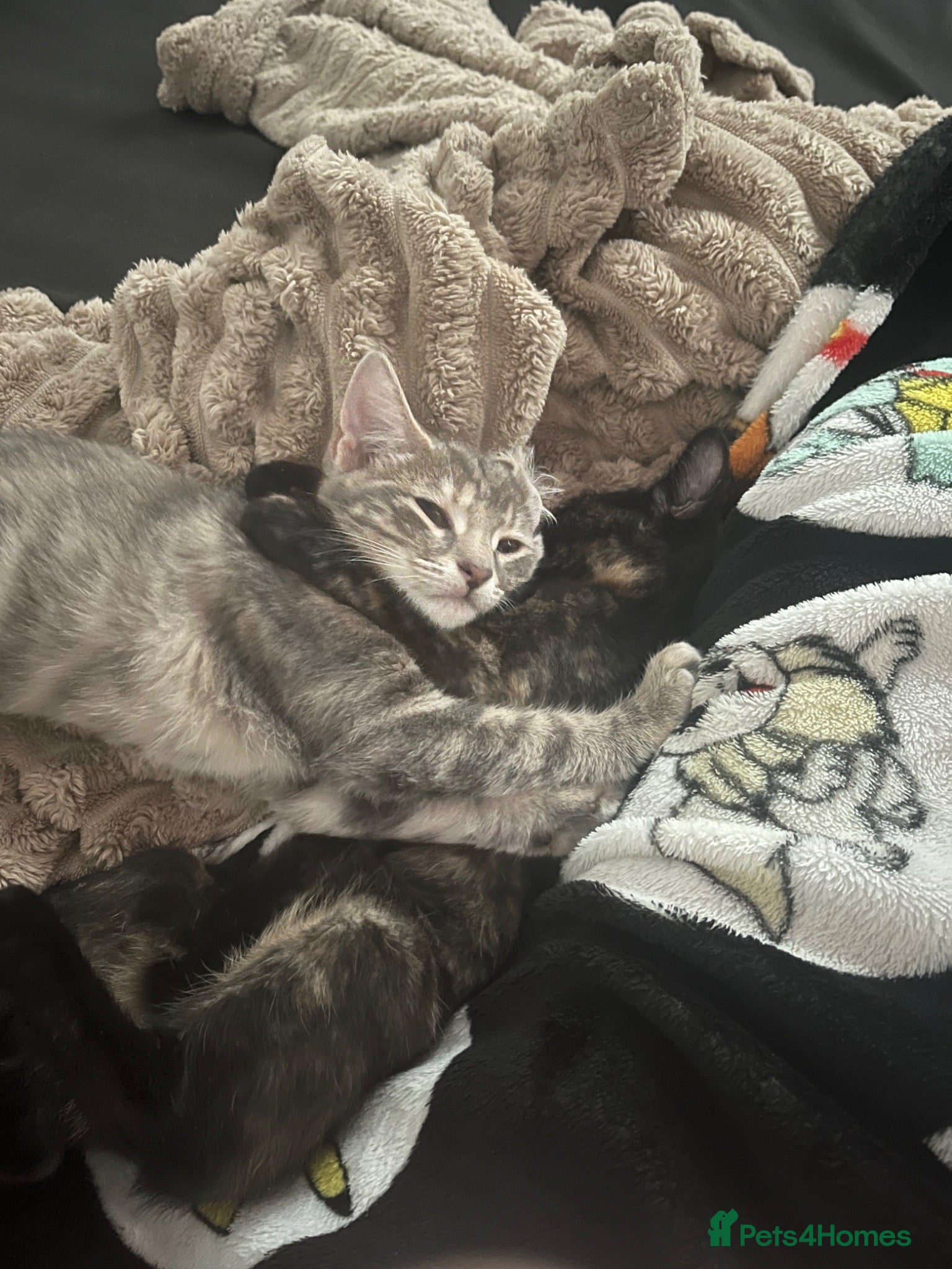 Mixed Breed cats 2 female kittens to leave together rehoming - Advert 5