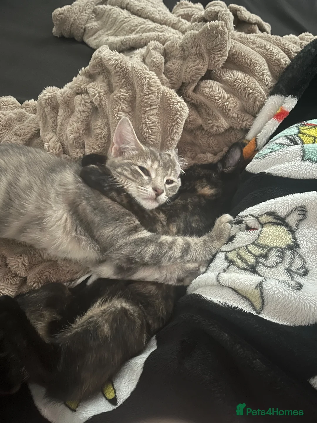 Mixed Breed cats for sale: 2 female kittens to leave together rehoming - Advert 1