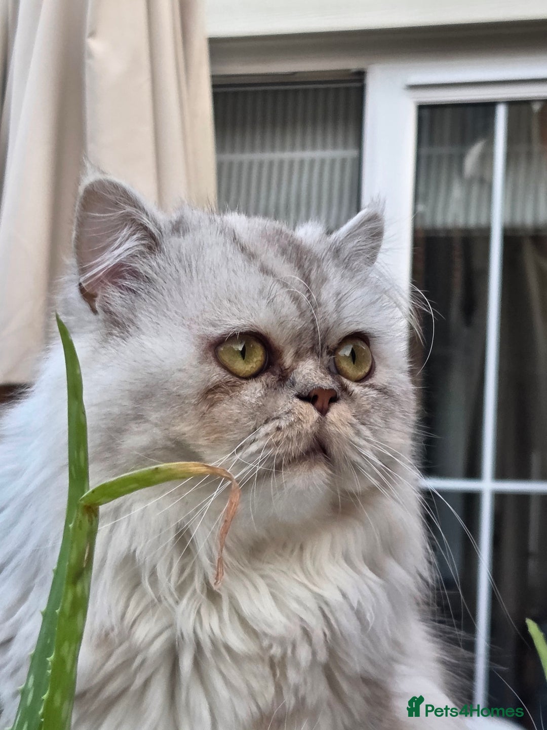 Persian cats for sale: Silvertip Chinchilla Persian- Boy & Girl Available - Advert 19