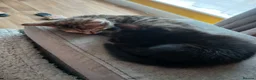 Mixed Breed cats for sale: 4 beautiful kittens ready to reserved  - Advert 24