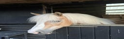 Haflinger horses for sale: Mrs t bird - Advert 1