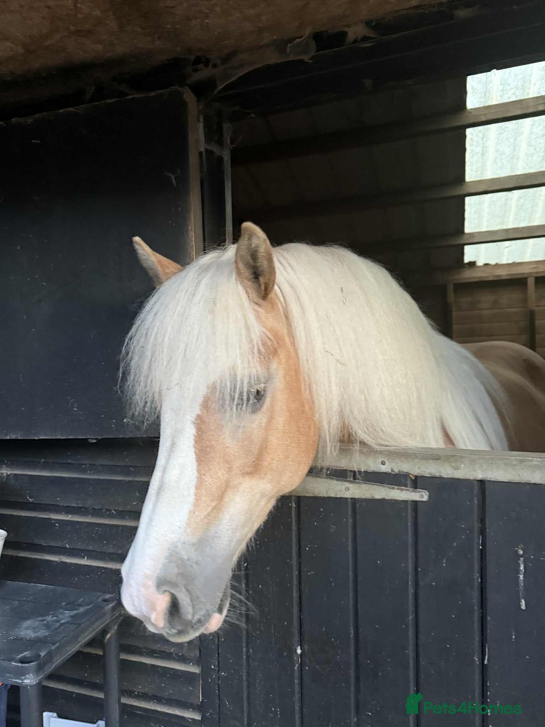 Haflinger horses for sale: Mrs t bird - Advert 1