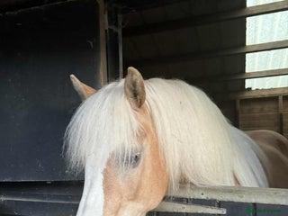 Haflinger horses Mrs t bird - Advert 5