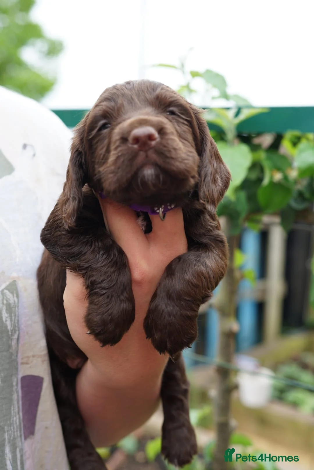 Sprocker dogs for sale: Joyful Sprocker Puppies for Sale - Advert 2