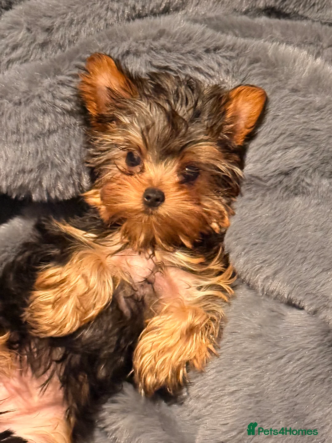 Yorkshire Terrier dogs for sale: Yorkshire terrier small girl-KC register  - Advert 8