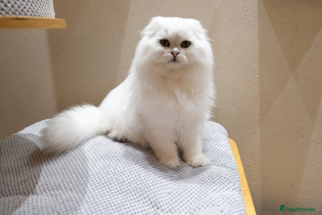 Scottish Fold cats for sale: Scottish Kittens – Fold & Straight – Ready Now - Advert 7