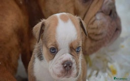 Old Tyme Bulldog dogs for sale: COUNCIL APPROVED⭐️5⭐️LICENSED.23 YEARS EXPERIENCE  - Image 13