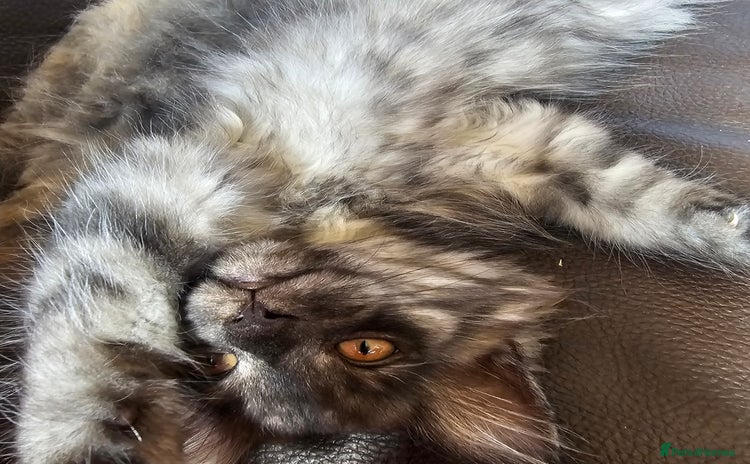 Maine Coon cats in Alfreton - Advert 2