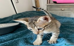 Savannah cats for sale: Glorious Savannah Babies - 1 Boy left - Image 13