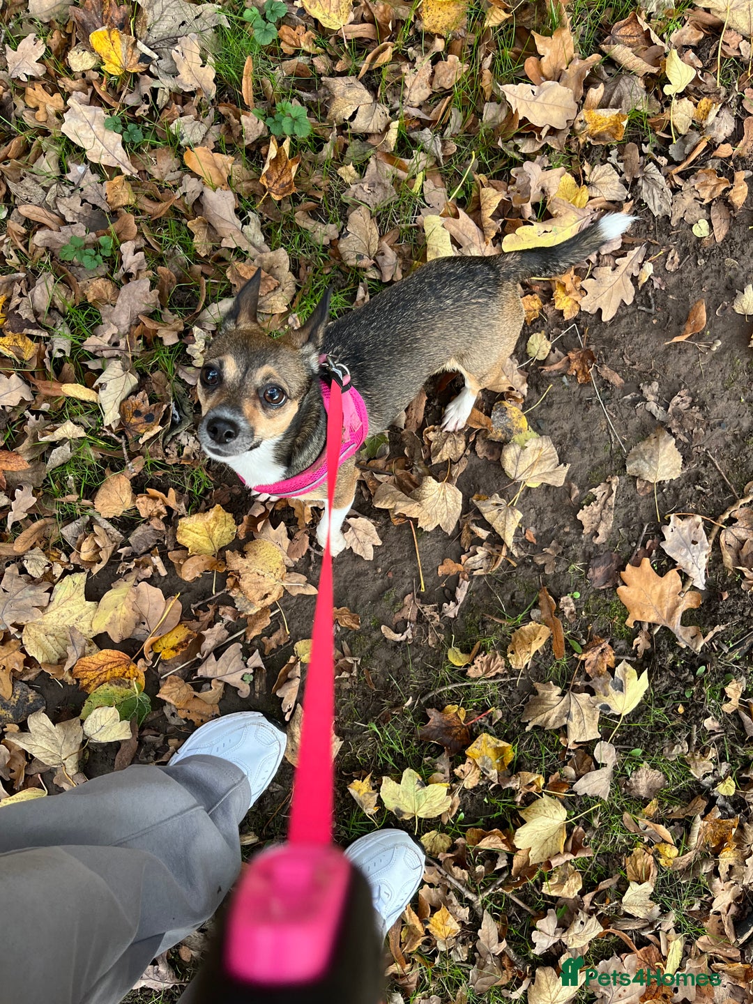 Mixed Breed dogs for sale: Beautiful Girl Bambi - Advert 2