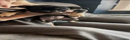 Frug dogs for sale: 6 beautiful Frugs  - Advert 2