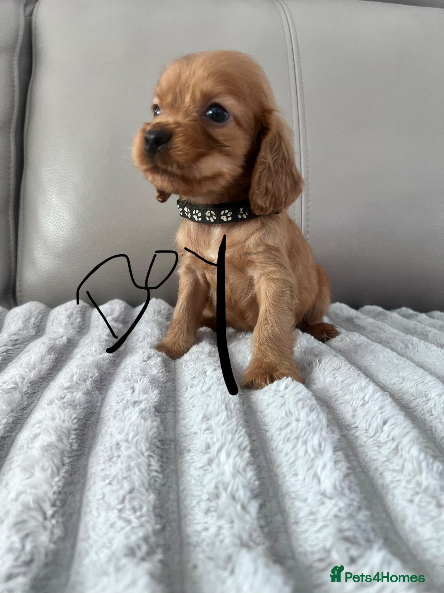 Cocker Spaniel dogs Ready now 2 boys 1 girl ‼️ Cocker spaniels - Advert 2