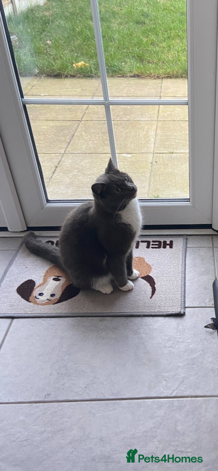 Domestic Shorthair cats 6yr old Male neutered Cat  - Advert 9
