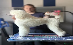 Standard Poodle dogs for stud: Standard Poodle Stud  in Shrewsbury - Image 19