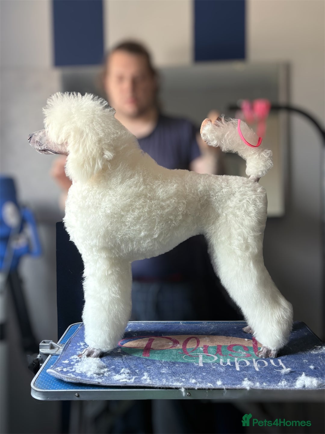 Standard Poodle dogs for stud: Standard Poodle Stud  in Shrewsbury - Image 19