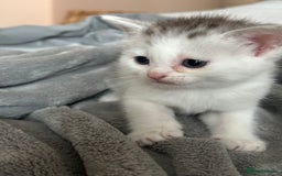 British Longhair cats for sale: Cross breed kittens  - Image 6