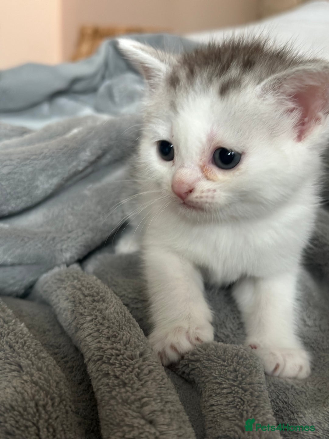 British Longhair cats for sale: Cross breed kittens  - Image 6