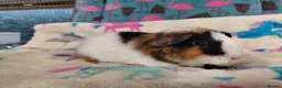 Guinea Pig rodents for sale: Baby Boars in longhaired breeds & teddies  - Advert 27
