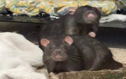 Rat rodents for sale: 2 Pet rats looking for a new home - Image 2
