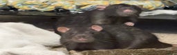 Rat rodents for sale: 2 Pet rats looking for a new home - Advert 2