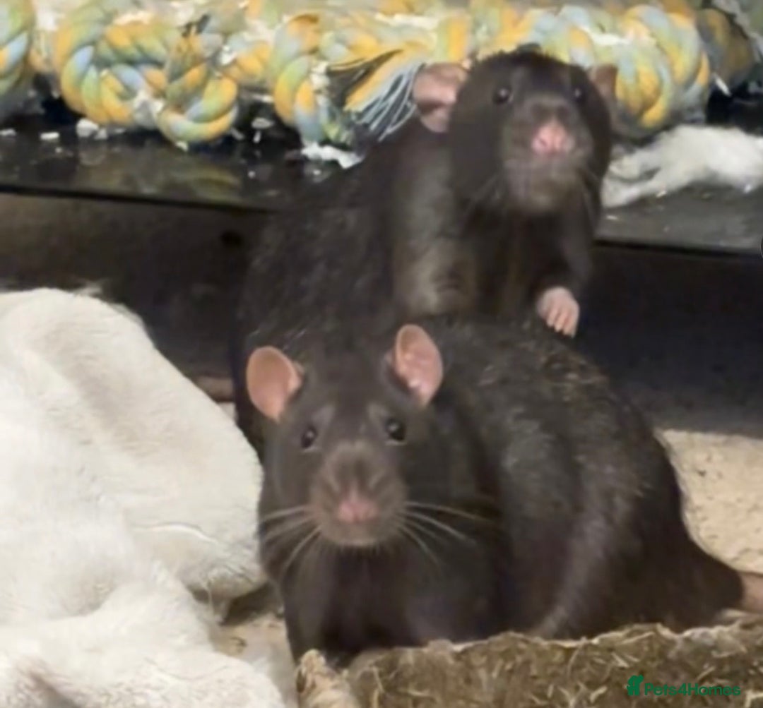 Rat rodents for sale: 2 Pet rats looking for a new home - Image 2