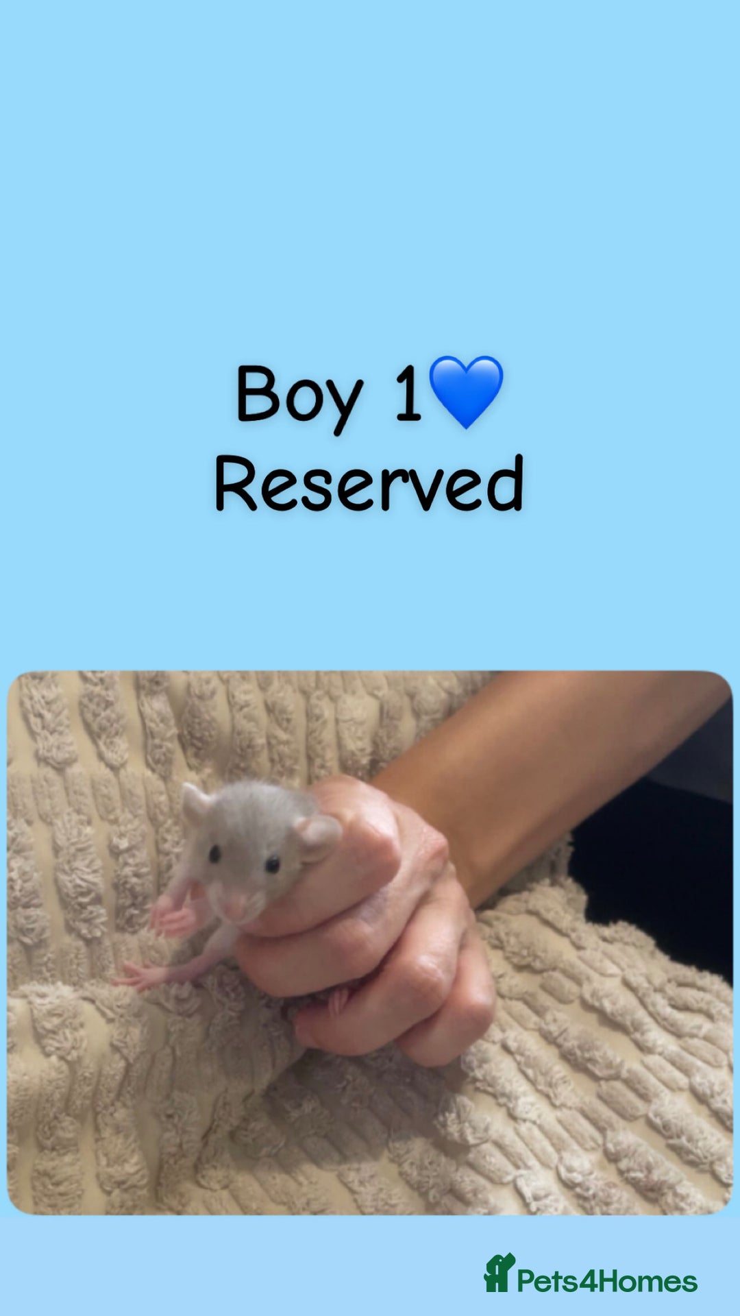 Rat rodents for sale: Beautiful baby rats looking for forever homes! - Image 11