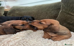 Miniature Dachshund dogs for sale: 2 Beautiful Red/Brown Miniature Dachshunds in Epsom - Image 9
