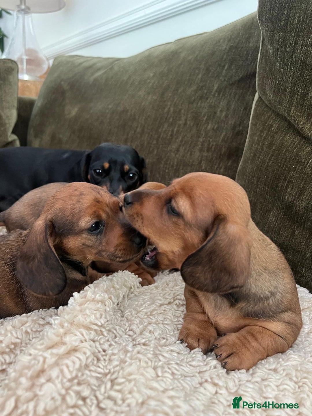 Miniature Dachshund dogs for sale: 2 Beautiful Red/Brown Miniature Dachshunds in Epsom - Image 9