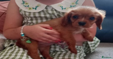 Cavalier King Charles Spaniel dogs - Advert 15