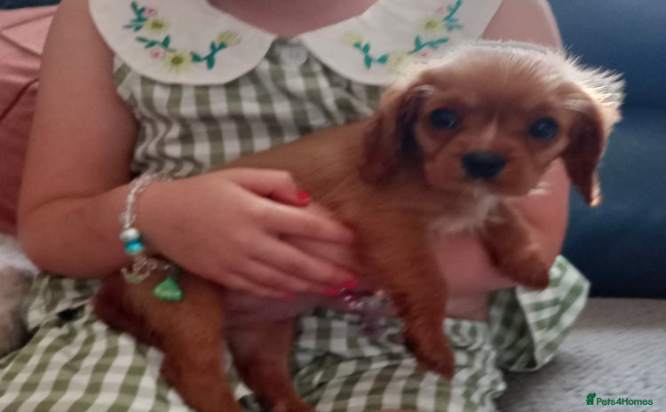 Cavalier King Charles Spaniel dogs - Advert 8