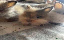 English Lop rabbits for sale: Beauitful Double Mane lop and dwarf double mane in Spalding - Image 10