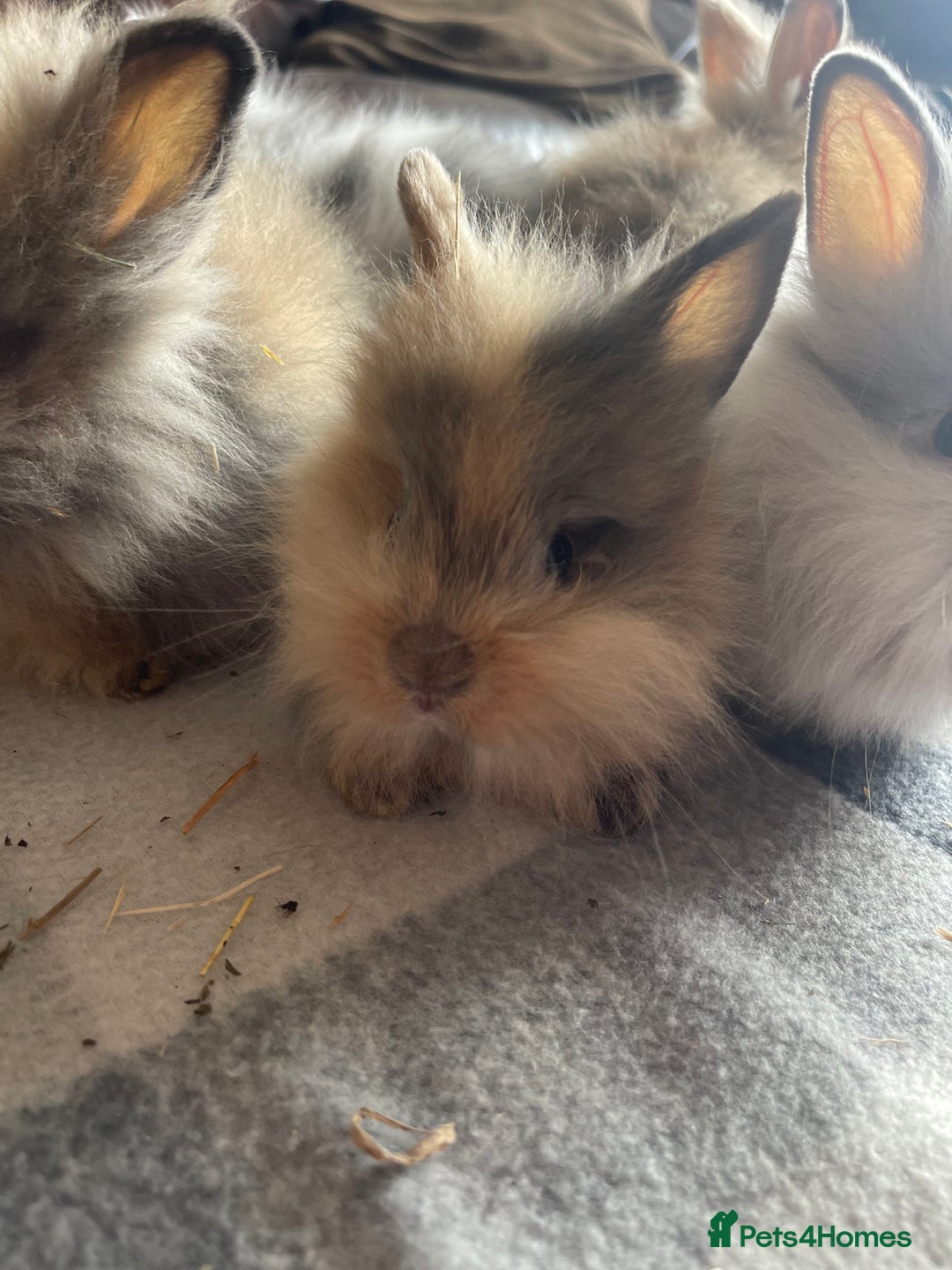 English Lop rabbits for sale: Beauitful Double Mane lop and dwarf double mane in Spalding - Image 10