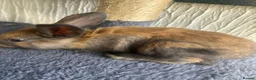 Continental Giant rabbits for sale:  Continental giant babies  - Advert 23
