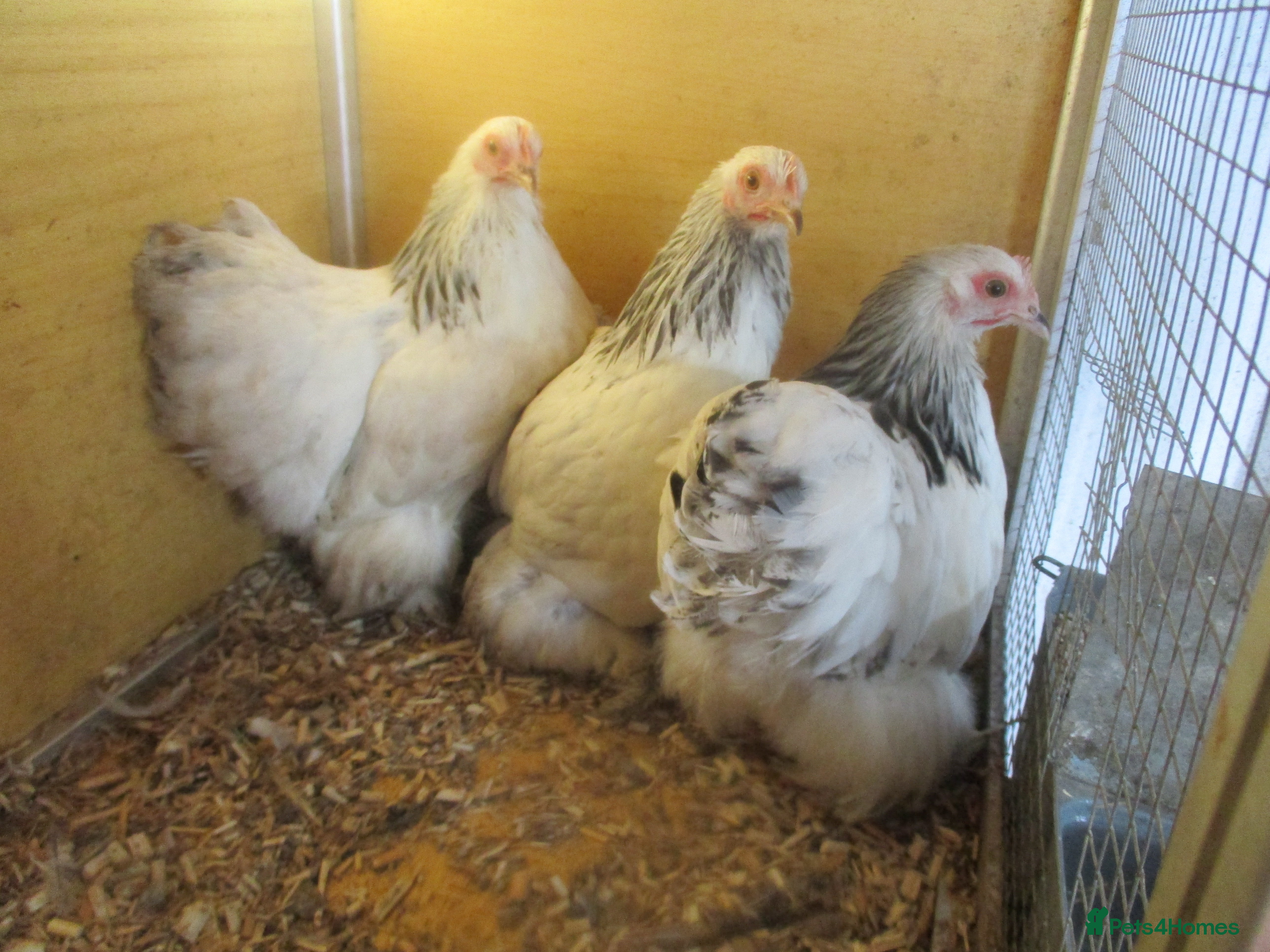 Chickens poultry  Colombian, silver/black Pekin Bantam pullets Aug/ - Advert 1